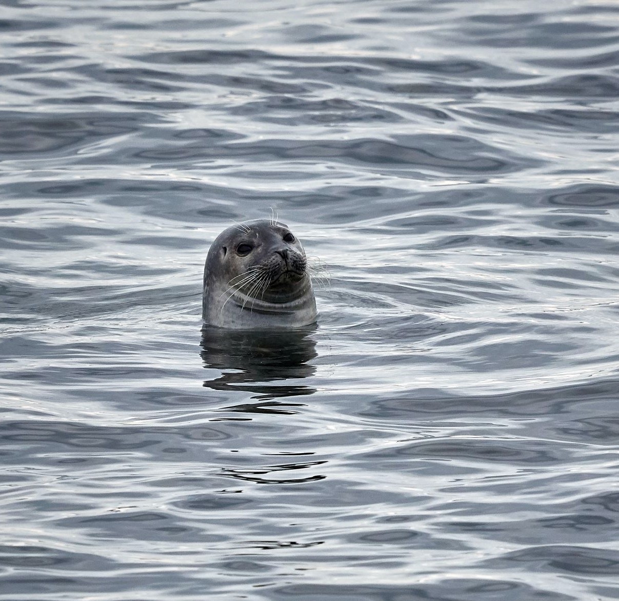 Seal in Nairn