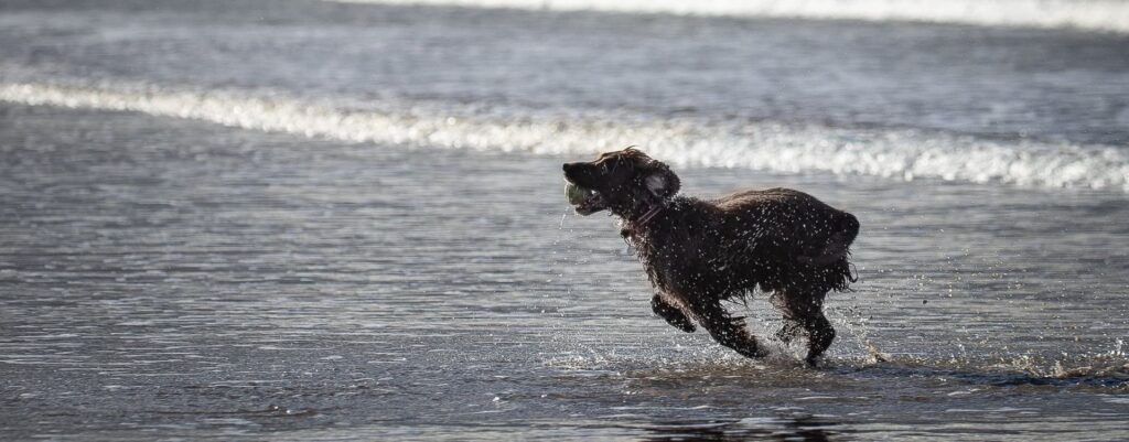 Dog-friendly Holidays in Nairn